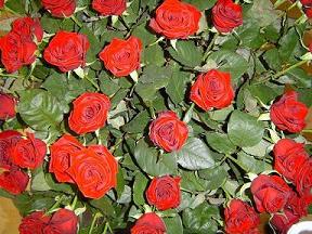 60 rozen